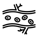 Urine Routine